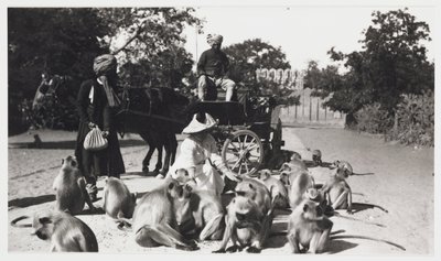 Europäische Frau füttert eine Affenbande, Indien, um 1910 von Unbekannt