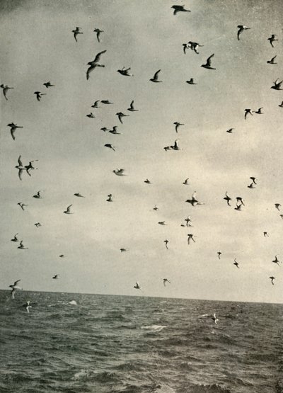 Flug der Antarktischen Sturmtaucher, ca. 1908, 1909 von Unbekannt