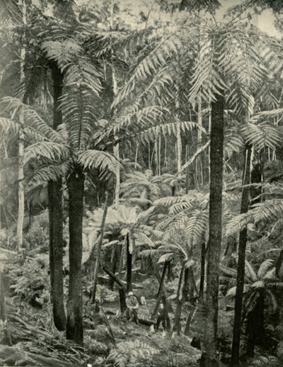 Riesenfarne in Gembrook, 1901 von Unbekannt