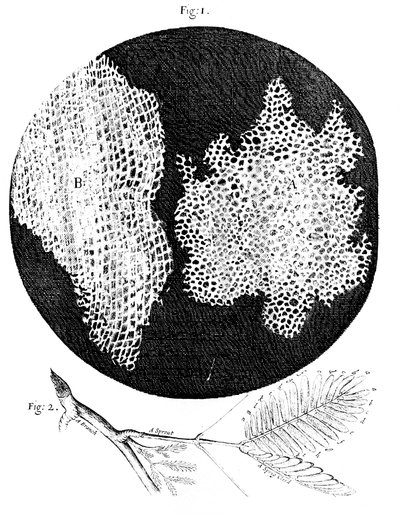Hookes Beobachtungen der Zellstruktur von Kork und einem Zweig der Mimose, 1665 von Unbekannt
