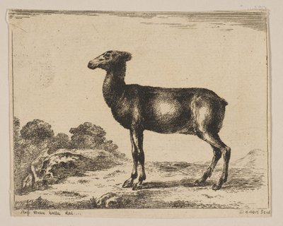 Hirsch, aus Verschiedene Tiere, nach 1641 von Unbekannt