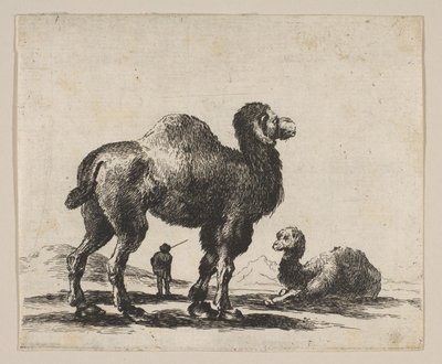 Platte 17: Kamele, aus Verschiedene Tiere Diversi animali, nach 1641 von Unbekannt