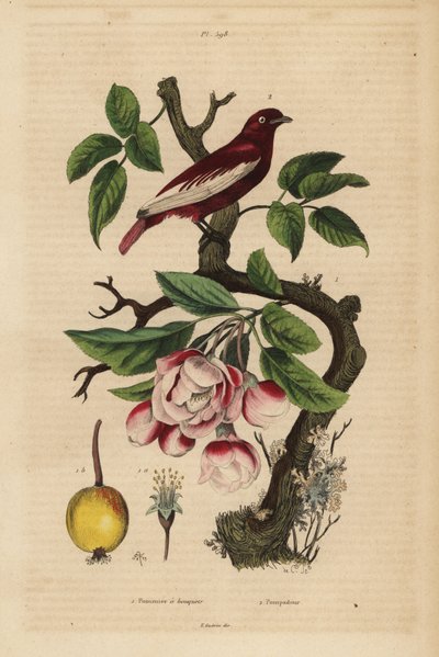 Pompadour-Kotinga, Xipholena punicea, auf einem Apfelbaum, Malus pumila, Frucht, Blüte von Unbekannt