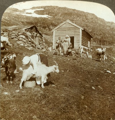 Hübsche norwegische Mädchen hüten Kühe und Ziegen auf den Haukeli-Bergen, Norwegen, ca. 1905 von Unbekannt