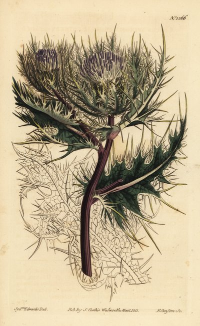 Stacheligste Distel, Cirsium spinosissimum (Federköpfiger Cnicus, Cnicus spinosissimus) von Unbekannt