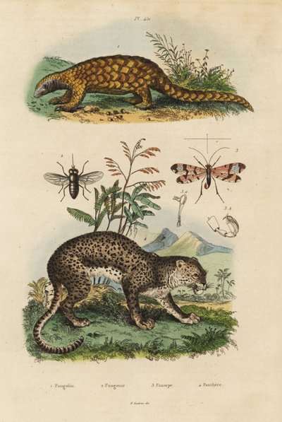Sunda-Schuppentier, kritisch gefährdet, Leopard, Pferdebremse, Skorpionfliege von Unbekannt