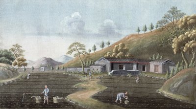 Teepflanzung, China, 19. Jahrhundert von Unbekannt