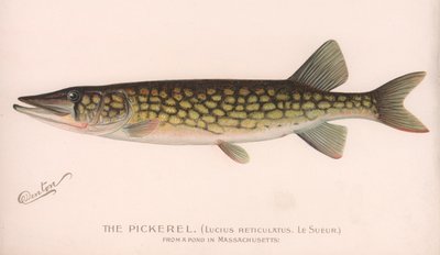 Der Hecht Lucius Reticulatus von Unbekannt