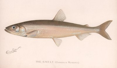 Der Smeet Osmerus Mordax, um 1920er von Unbekannt