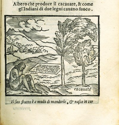 Der Kakaobaum. Aus Historia del Mondo Nuovo von Girolamo Benzoni, 1563 von Unbekannt