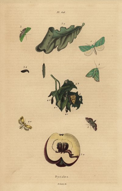 Verschiedene Pyralidenmotten, Pyralidae, die Blätter und Früchte beschädigen von Unbekannt