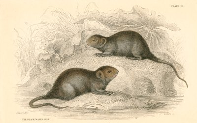 Wasserratte Arvicola terrestris, auch bekannt als schwarze Wasserratte, 1828 von Unbekannt