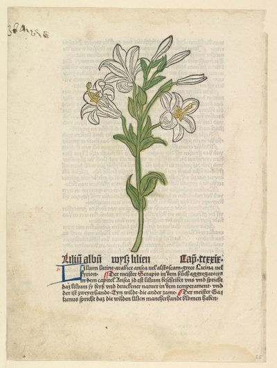 Weiße Lilie, Illustration aus Gart der Gesundheit Sch.4332, 28. März 1485 von Unbekannt
