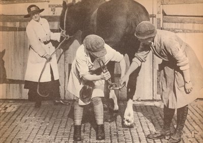 Frauen als Hufschmiede im Pferdekrankenhaus einer großen Speditionsfirma, um 1916, 1935 von Unbekannt