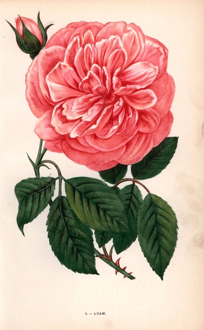 Adam-Rose, Sorte der Teerose, gezüchtet von Monsieur Adam aus Reims im Jahr 1838. Chromolithographie gezeichnet und lithographiert nach der Natur von F. Grobon aus Hippolyte Jamain und Eugene Forneys Les Roses von Unbekannter Künstler