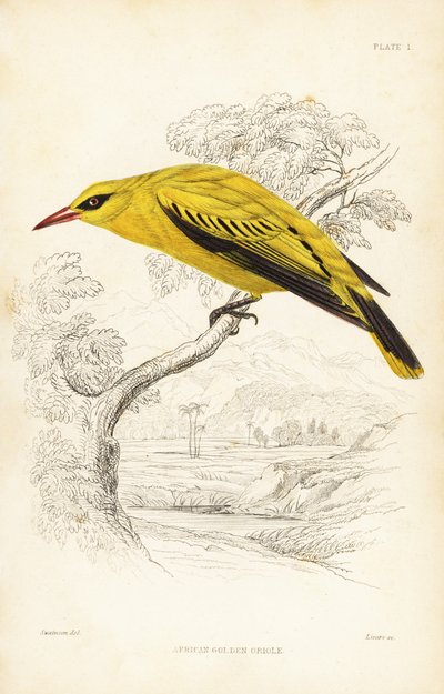 Afrikanischer Goldpirol, Oriolus auratus. Handkolorierter Stahlstich von William Lizars nach William Swainson aus Sir William Jardines Naturalist
