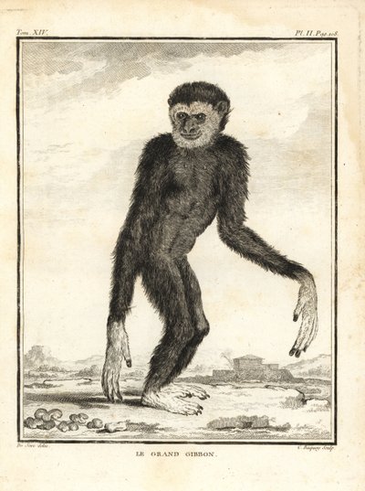 Agiler Gibbon, Hylobates agilis. Gefährdet. Der große Gibbon. Kupferstich von C. Baquoy nach einer Illustration von Jacques de Seve aus Georges-Louis Leclerc, Comte de Buffons Histoire Naturelle, Imprimerie Royale, Paris von Unbekannter Künstler