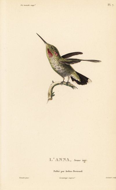 Annas Kolibri, Calypte anna (Ornismya anna), Jungtier. Handkolorierter Stahlstich von Coutant nach einer Illustration von Jean-Gabriel Pretre aus Rene Primevere Lessons Natural History of the Colibri Genus of Hummingbirds. von Unbekannter Künstler