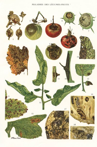 Botanische Tafel / Obst- und Gemüsekrankheiten von Unbekannt