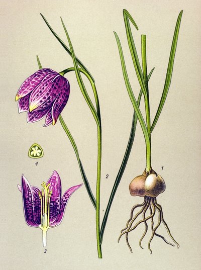 Botanische Tafel, giftige Pflanze: Schachbrettblume (Fritillaria meleagris) von Unbekannter Künstler