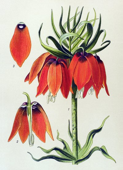 Botanische Tafel, giftige Pflanze: Kaiserkrone (Fritillaria imperialis) von Unbekannter Künstler