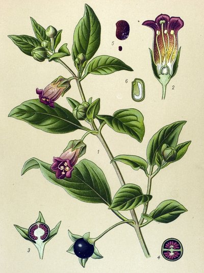 Botanische Tafel, Pflanze der Tollkirsche (Atropa belladonna) von Unbekannter Künstler