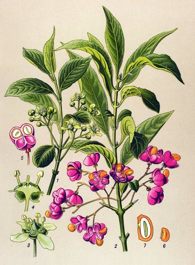 Botanische Tafel, giftige Pflanze: Europäisches Pfaffenhütchen (Euonymus europaeus) von Unbekannter Künstler