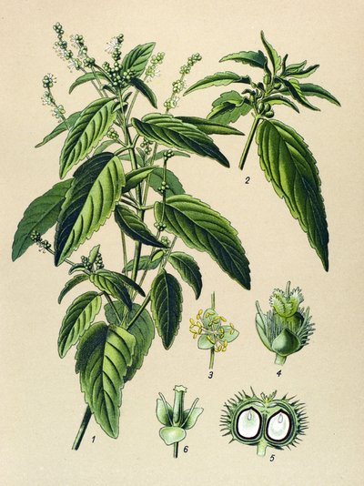 Botanische Tafel, giftige Pflanze: Einjährige Bingelkraut (Mercurialis annua) von Unbekannter Künstler