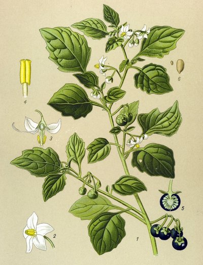 Botanische Tafel, giftige Pflanze: Schwarzer Nachtschatten (Solanum nigrum) von Unbekannter Künstler