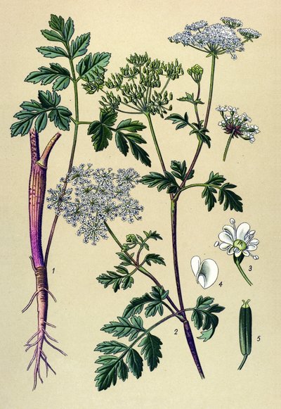 Botanische Tafel, giftige Pflanze: Taumel-Kälberkropf (Chaerophyllum temulum) von Unbekannter Künstler