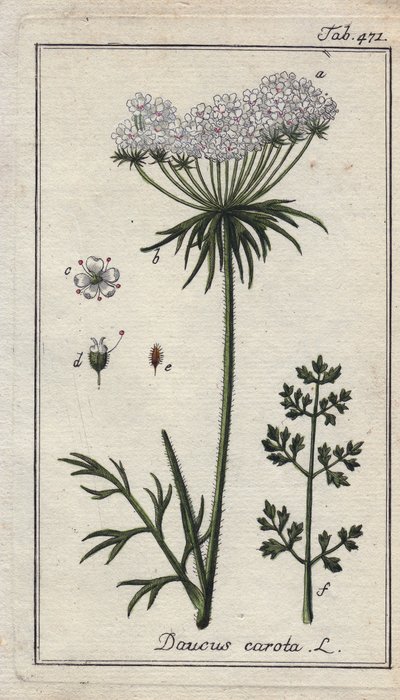 Botanisch: Karottenblüte - Karottenblüten und Blätter, Daucus carota. Handkolorierte Kupferstichgravur nach einer Zeichnung von B. Thanner aus Johannes Zorns „Icons plantarum medicinalium“, Deutschland von Unbekannter Künstler