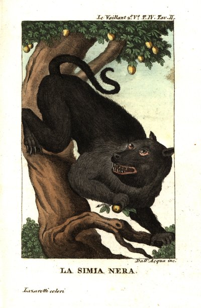 Kap-Baboon oder Chacma-Baboon, Papio ursinus. Von Francois Le Vaillant von Unbekannter Künstler