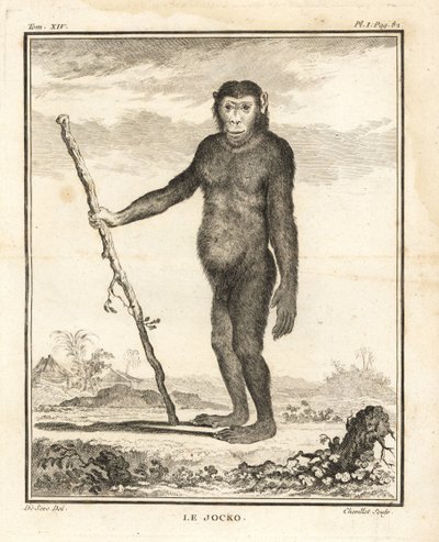 Schimpanse, Pan troglodytes. Der Jocko. Gefährdet. Kupferstich von Chevillet nach einer Illustration von Jacques de Seve aus Georges-Louis Leclerc, Comte de Buffon