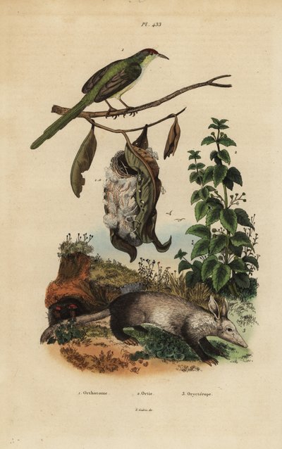 Gewöhnlicher Schneider, Orthotomus sutorius mit Nest, Brennnessel, Urtica dioica und Erdferkel, Orycteropus afer von Unbekannt