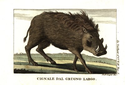 Gewöhnliches Warzenschwein, Phacochoerus africanus. Von Francois Le Vaillant von Unbekannter Künstler