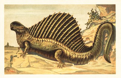 Dimetrodon limbatus mit seinem charakteristischen Rückensegel von Unbekannter Künstler