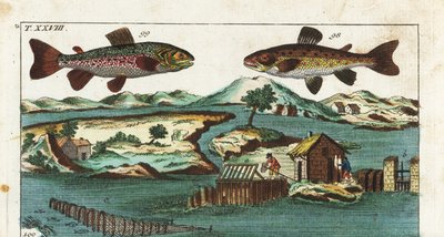 Europäische Forelle - Fischfangtechnik mit künstlichen Stromschnellen - Meerforelle, Salmo trutta trutta 98, Saibling, Salvelinus alpinus alpinus 99 und Fangmethoden mit künstlichen Stromschnellen in einem Fluss, um Lachs in Grills und Netzen zu fangen. Ha von Unbekannter Künstler