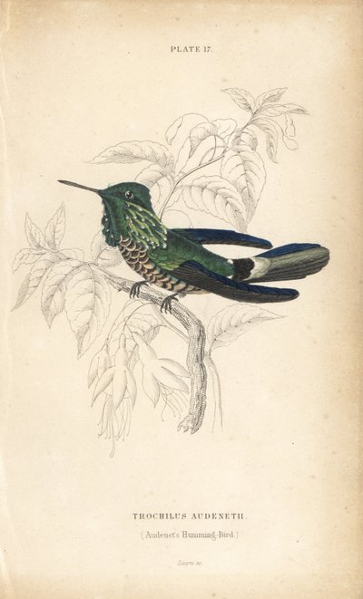 Festliche Kokette, Lophornis chalybeus (Audenets Kolibri, Trochilus audenetii). Handkolorierte Stahlstich von William Lizars aus Sir William Jardine