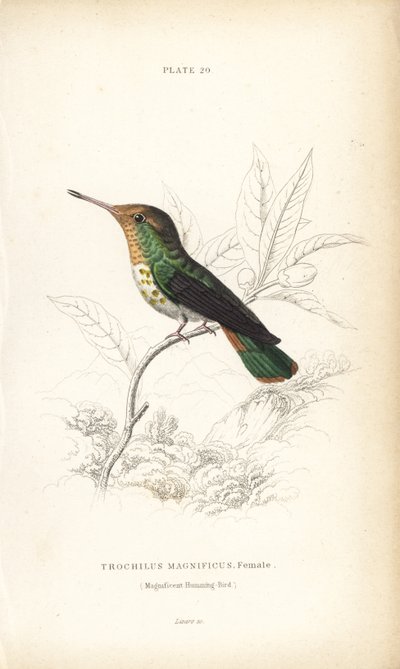 Gefranste Kokette, Lophornis magnificus, Weibchen (Prächtiger Kolibri, Trochilus magnificus). Handkolorierte Stahlstich von William Lizars aus Sir William Jardine