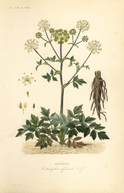 Engelwurz, Angelica archangelica von Unbekannt