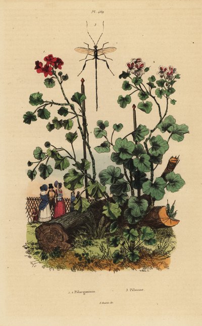 Geranium-Arten, Pelargonium daveyanum 1 und Pelargonium macranthon 2 von Unbekannt