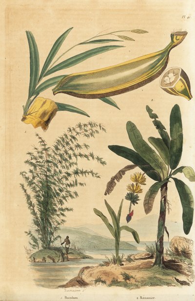 Riesen-Dornbambus, Bambusa bambos (Bambos arundinacea) und Bananenbaum mit Frucht und Querschnitt, Musa paradisiaca von Unbekannt