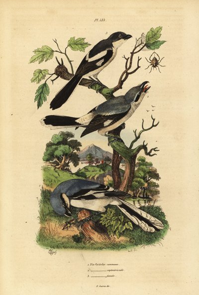 Raubwürger, Lanius excubitor, Graurückenwürger, Lanius excubitoroides, und Fiskalwürger, Lanius collaris von Unbekannt