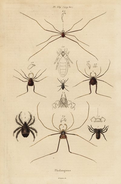 Weberknechte, Opiliones-Arten von Unbekannt