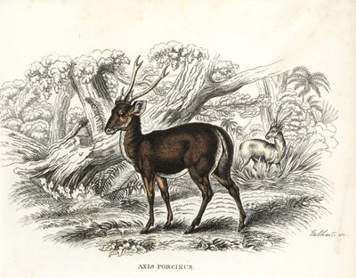 Hirschferkel, Axis porcinus, gefährdet. Handkolorierte Lithographie von Gebhart aus Georg Friedrich Treitschkes Galerie der Naturgeschichte, Naturhistorischer Bildersaal des Tierreiches, Leipzig-1842 von Unbekannter Künstler