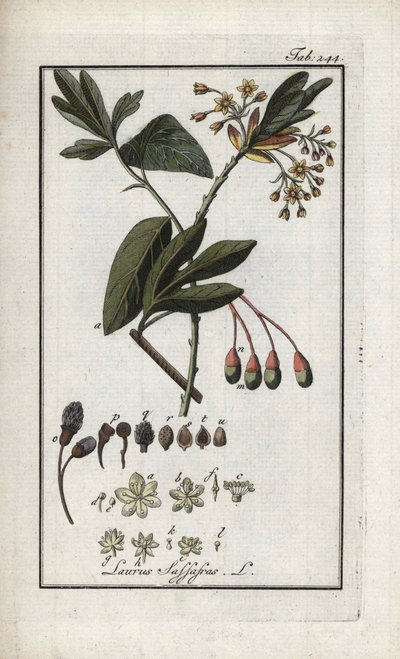 Irokesenlorbeer (Sassafras albidum). Lithographie aus „Afbeelding der Artseny-Gewassen“ von Johannes Zorn (1739-1799), Niederlande von Unbekannter Künstler