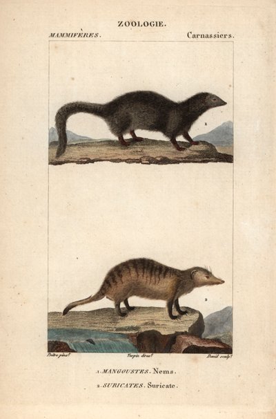 Die Manguste und das Erdmännchen von Unbekannter Künstler