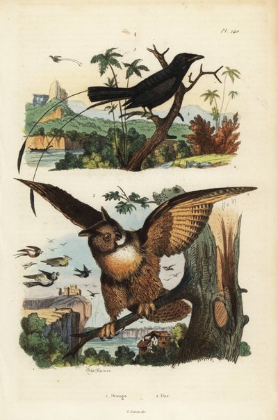 Kleiner Fahnenschwanz-Drongo, Dicrurus remifer und Uhu, Bubo bubo von Unbekannt