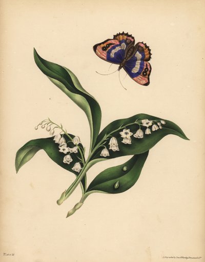 Maiglöckchen, Convallaria majalis, Reinheit und Rückkehr des Glücks; Der Purpurkaiser-Schmetterling, Apatura iris, Unsterblichkeit der Seele von Unbekannt