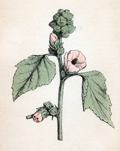 Eibisch (Althaea officinalis) (Weißer Eibisch) Botanische Tafel aus „Atlas colorie des plantes medicinales“ von Paul Hariot von Unbekannter Künstler